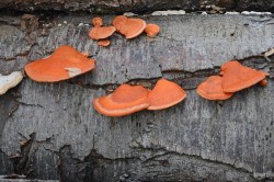 Orange fungi Photo: Judy Sweet