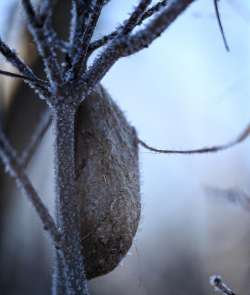 Overwintering cocoon Photo: Sandy Dannis