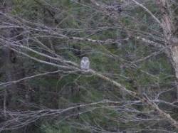 42_owl_in_distant_tree_sm.jpg