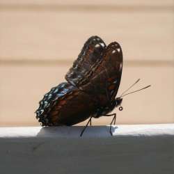 Butterfly Photo: Amy Quist