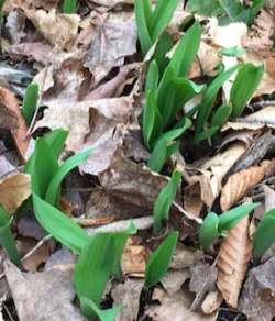 Ramps Photo: Sharon Bombarb