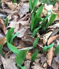 Ramps Photo: Sharon Bombarb