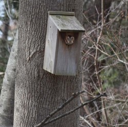 Screech owl Photo: Beth Evans