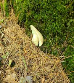 Shy mushroom Photo: Stephen Fox