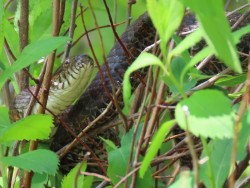 Snake Photo: Sue March