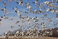 Snow Geese Photo: Tom Grett