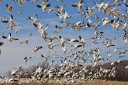 Snow Geese Photo: Tom Grett