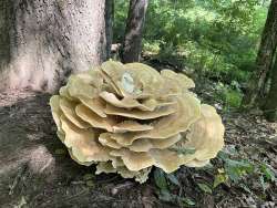 Polypore Photo: Wayne Stocker