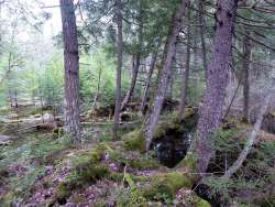 Vernal pool Photo: Gordon Gould