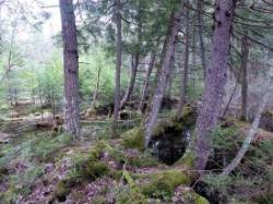 Vernal pool Photo: Gordon Gould