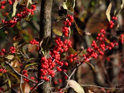 Winterberry Photo: Charlie Schwarz