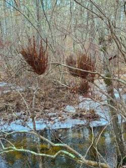 Witches broom Photo: Stephen Fox