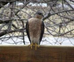 43---sharp-shinned_hawk_2-22-18.jpg