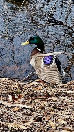 Duck bathing Photo: Matthew DeLuca