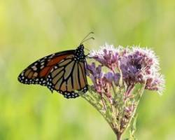 Monarch Photo: Sheri Larsen
