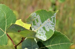 Leafminer Photo: Judy Sweet