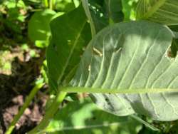 Monarch butterfly larva Photo: Tricia Knoll