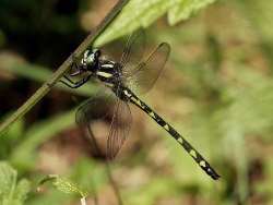 Spiketail Photo: Charlie Schwarz