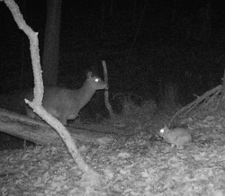 Animals in Game Camera Photo: Bonnie Honaberger