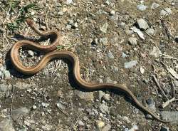 Snake Photo: Mary S. Landon