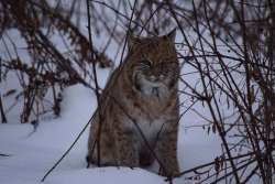 Bobcat Photo: John Enright