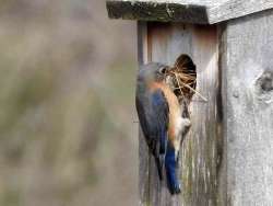 Bluebirds Photo: Glenn Foster