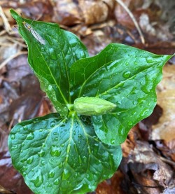 Budding trillium Photo: Patricia Sweitzer