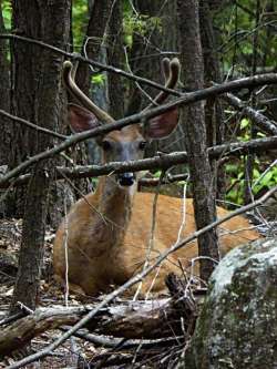 Deer Photo: John Ford