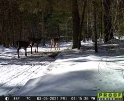 Deer highway Photo: Ed Baum