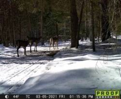 Deer highway Photo: Ed Baum