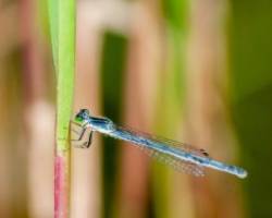 Dragonfly Photo: Frank Gorga