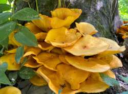 Fungi cluster Photo: Sheri Larsen