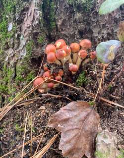 Fungi Photo: Sharon Riley