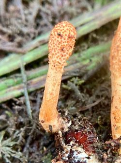 Cordyceps militaris Photo: Kirk Gentalen