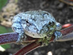 Gray Tree Frog Photo: Sheri Larsen