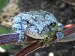 Gray Tree Frog Photo: Sheri Larsen