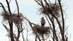 Heron Nest Photo: Sheri Larsen