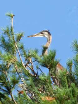 Heron Photo: Ross Lanius