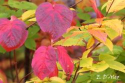 Hobblebush Fall Color Photo: Eric D'Aleo