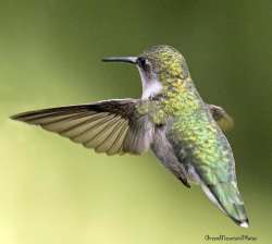 Hummingbird Photo: Jane Ogilvie