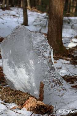 Ice forest Photo: Eric D'Aleo