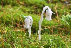 indian pipe Photo: Tom Grett