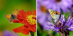 Butterflies Photo: Ken Hatch