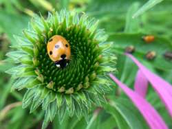 Ladybug Photo: Pam Landry