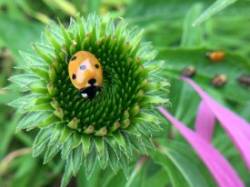 Ladybug Photo: Pam Landry