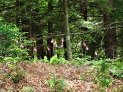 Lady Slippers Photo: Nate Rosebrooks