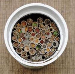 Leaf cutter bees Photo: Tami Gingrich