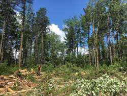 Logging Photo: Alex Barrett