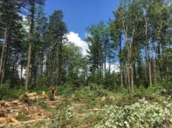 Logging Photo: Alex Barrett