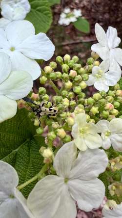 Beetle on viburnum Photo: Jen Adams